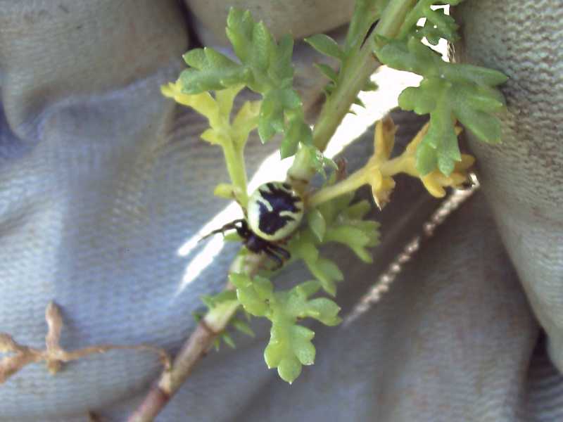 Synaema globosum